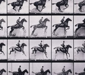 muybridge